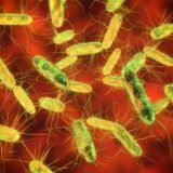 Bacteria salmonela